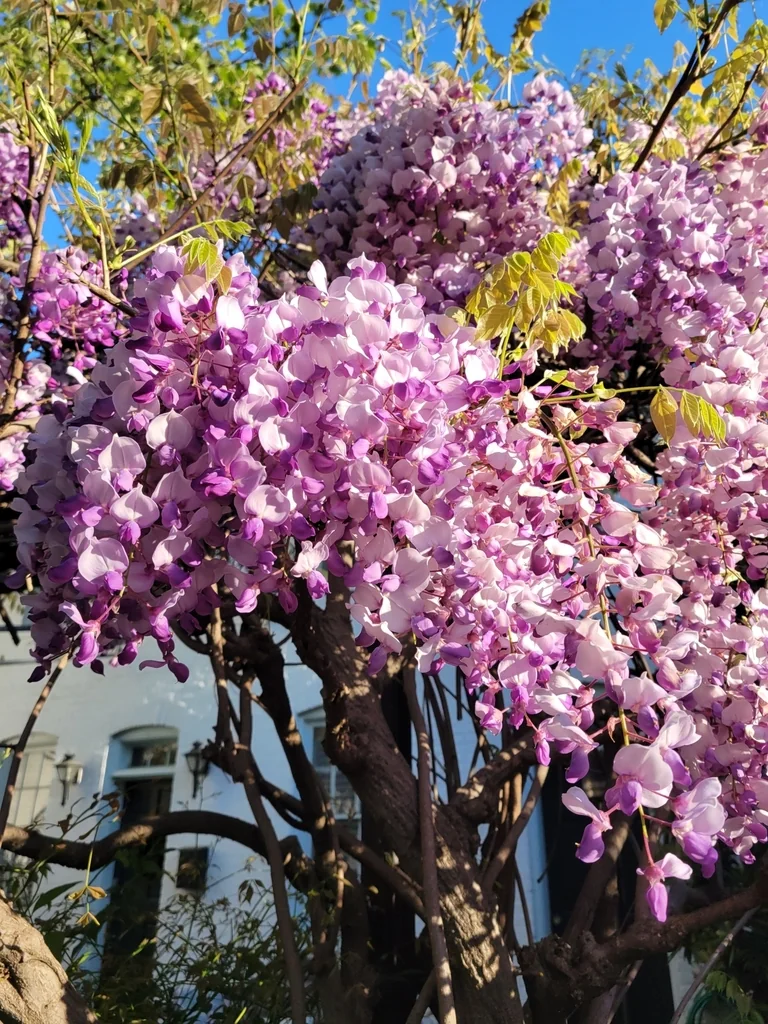 Wisteria Sinensis
