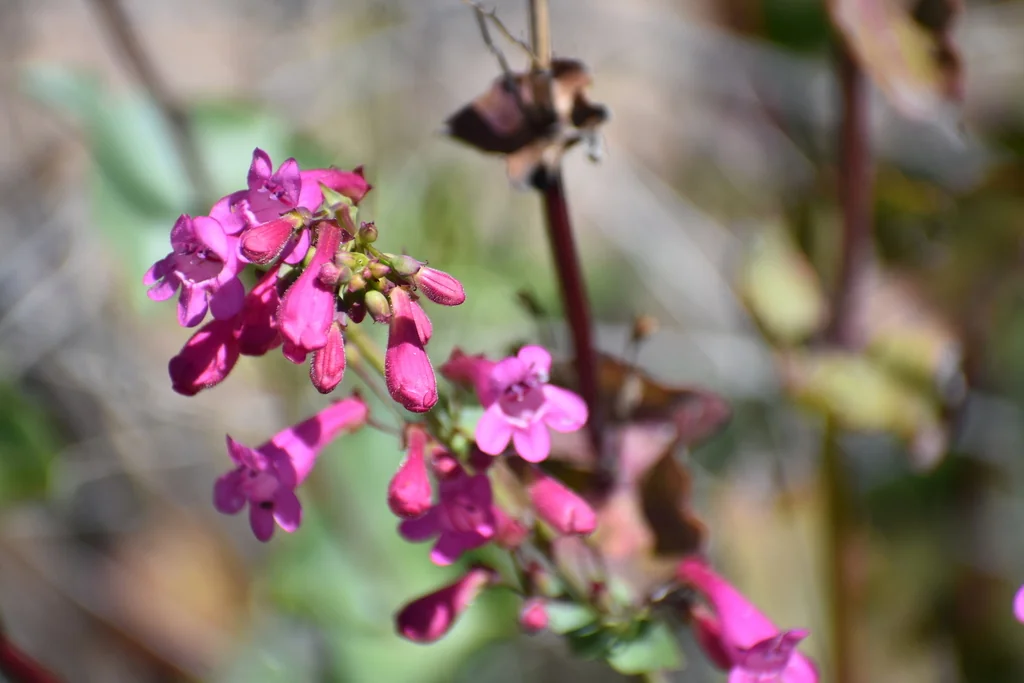 Penstemon Pseudospectabilis
