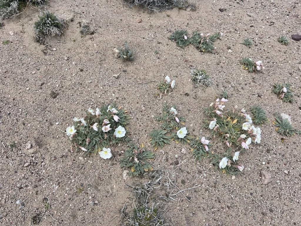 Oenothera californica