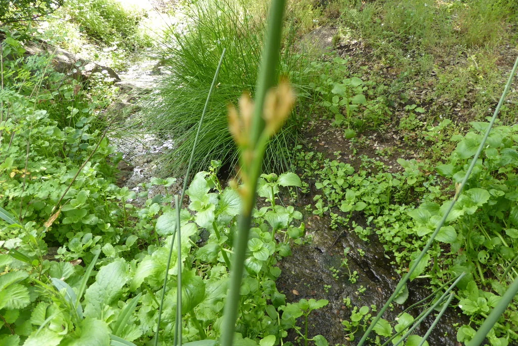 Juncus Textilis