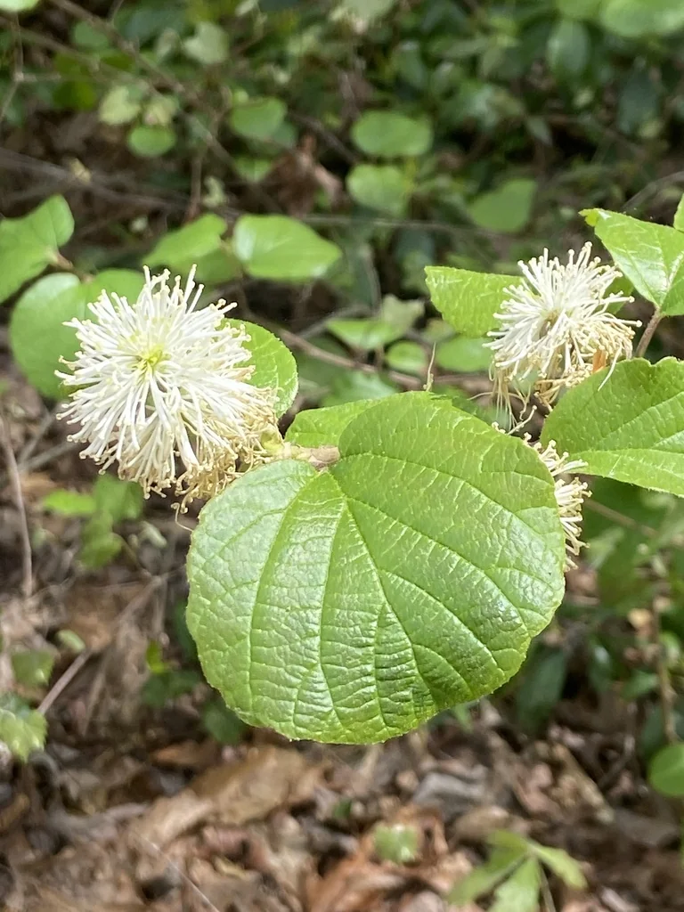 Fothergilla Major