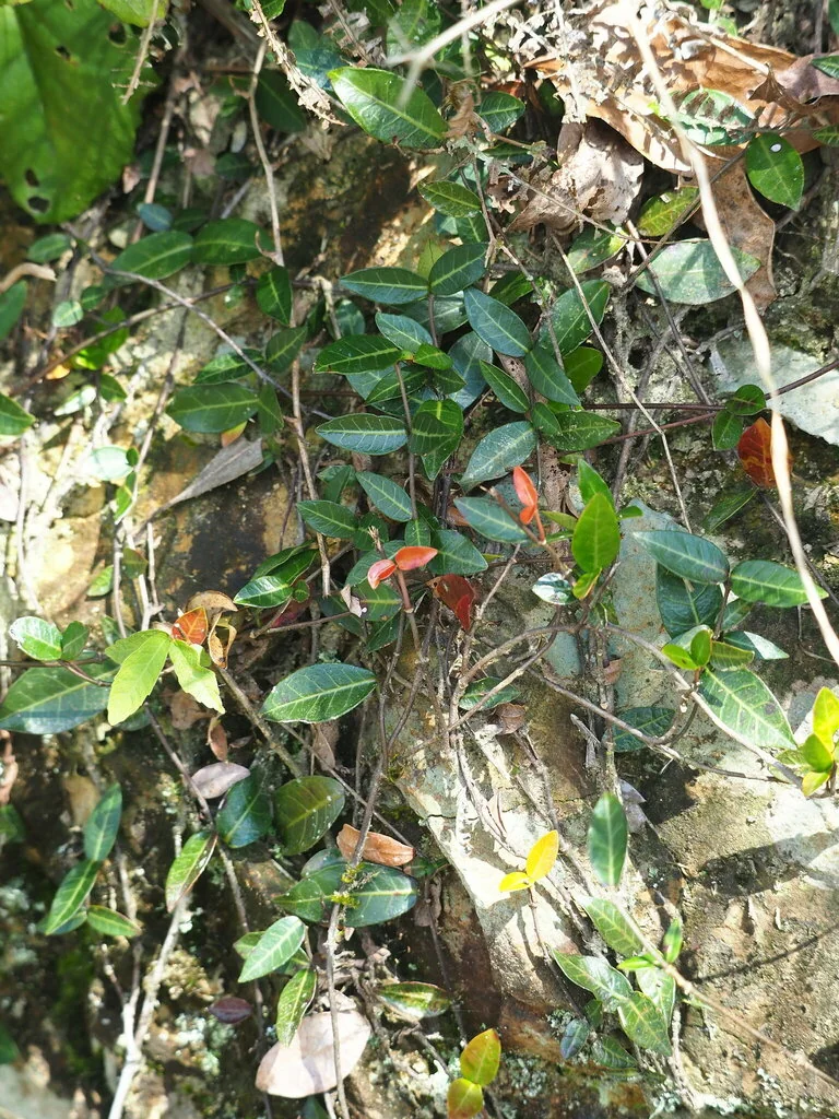 Trachelospermum Asiaticum
