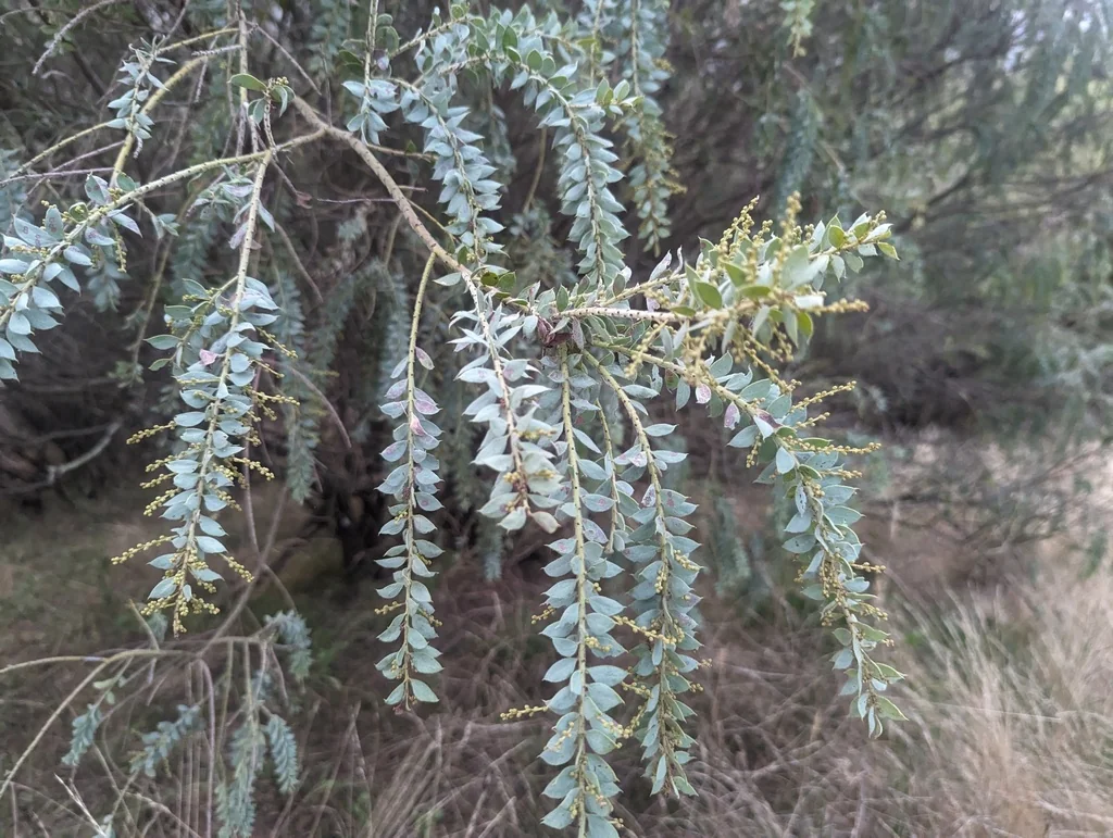 Acacia Vestita