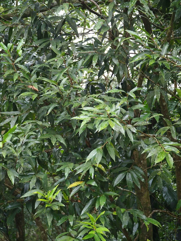 Syzygium Jambos