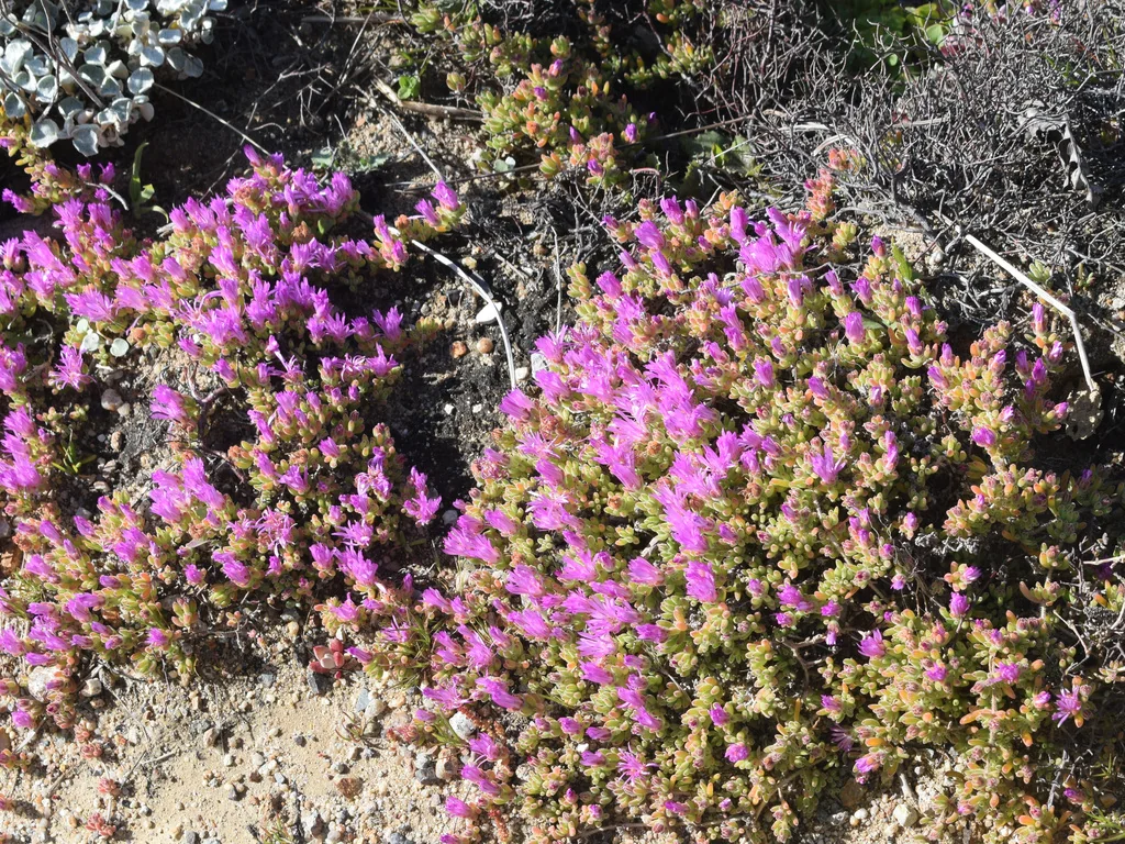 Drosanthemum Floribundum