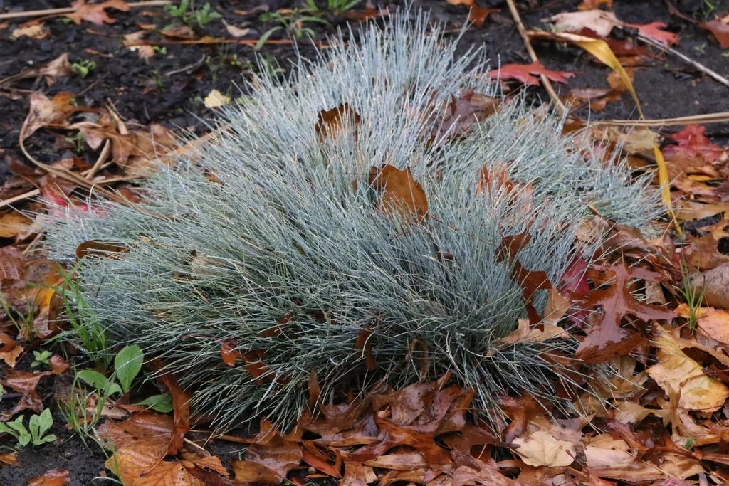 Festuca Glauca