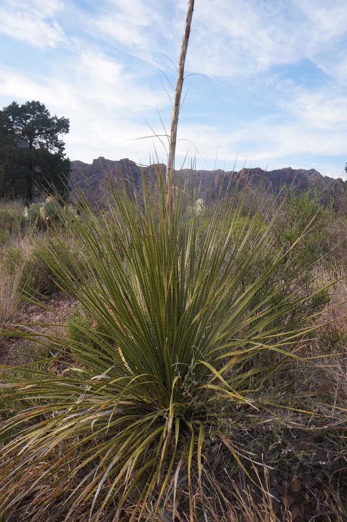 Dasylirion Leiophyllum