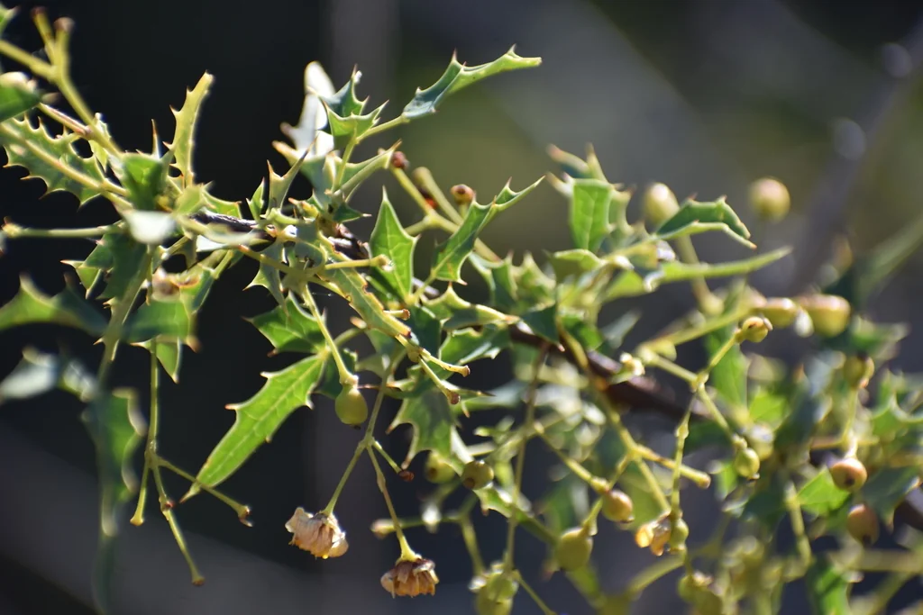 Berberis Haematocarpa