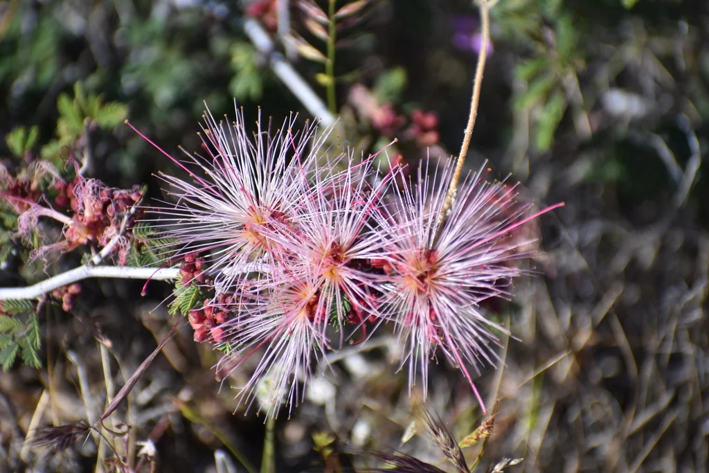 Calliandra Eriophylla