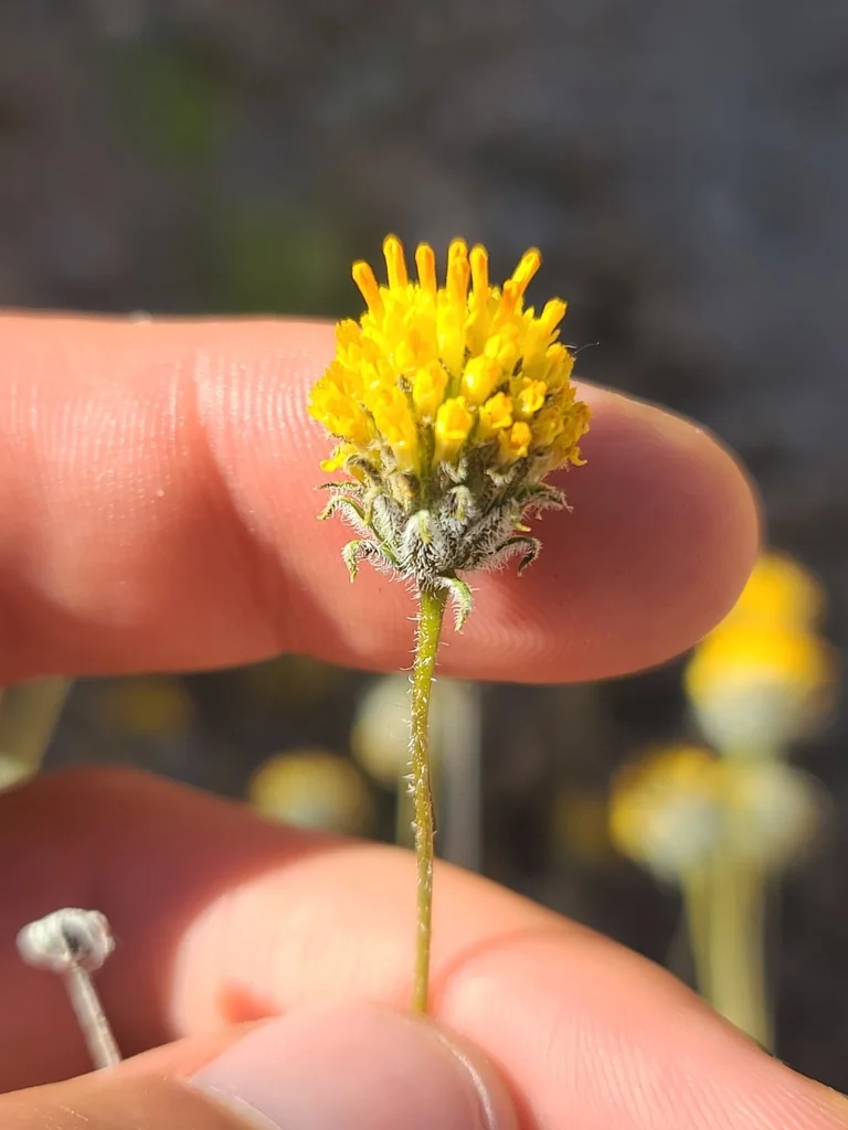 Encelia Frutescens