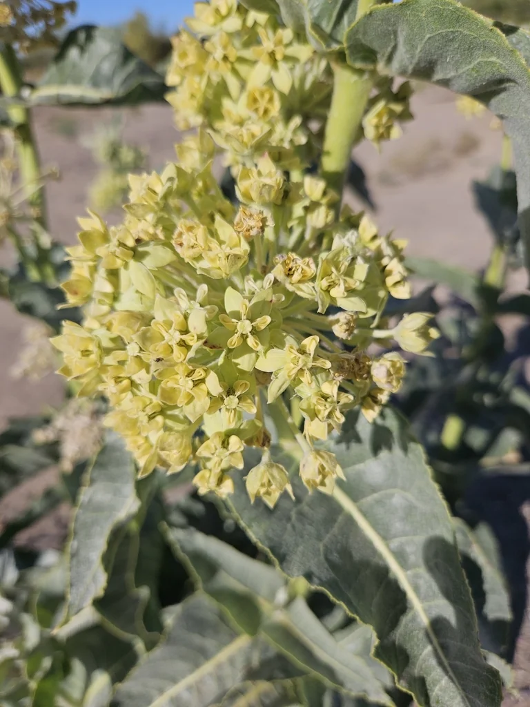 Asclepias Erosa