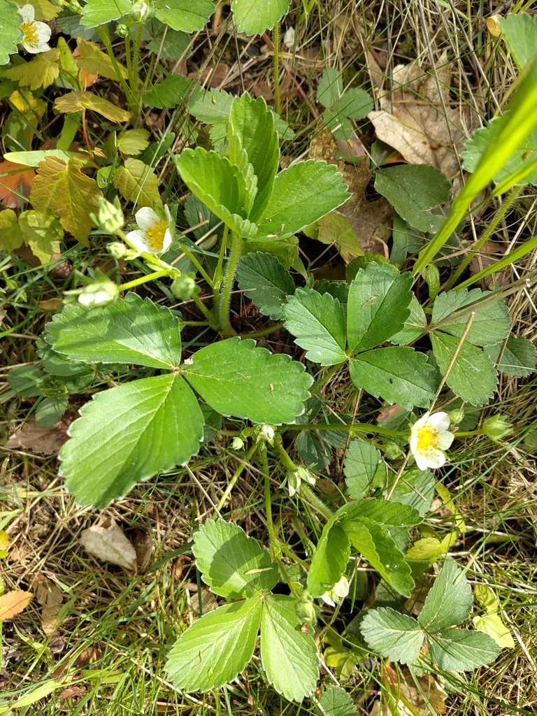 Fragaria ananassa