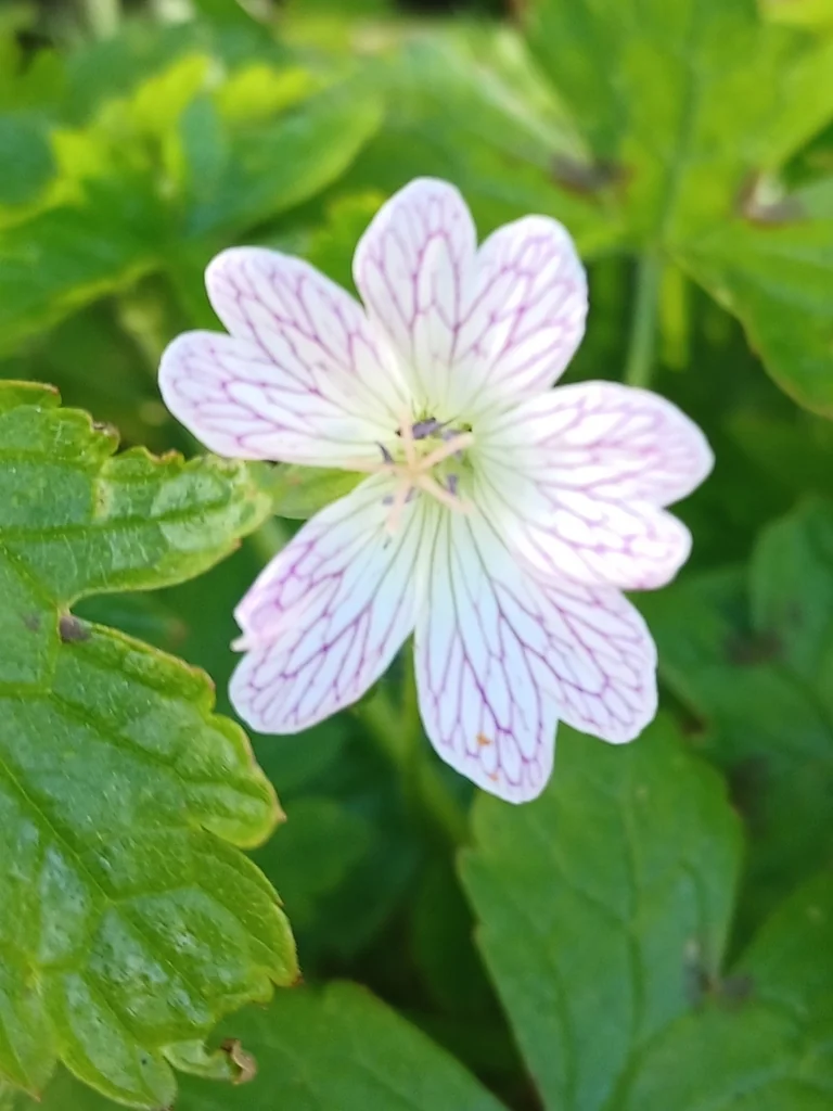 Geranium Versicolor