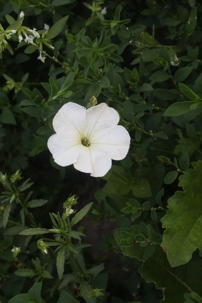 Petunia X Hybrida