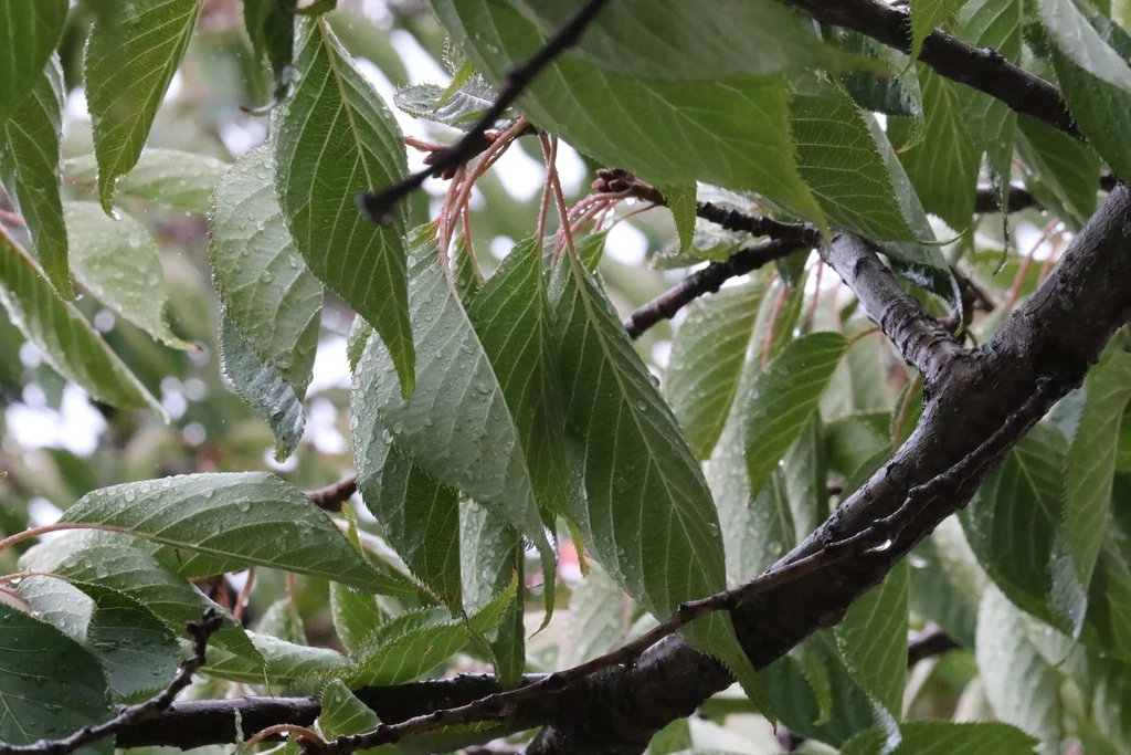 Prunus Serrulata