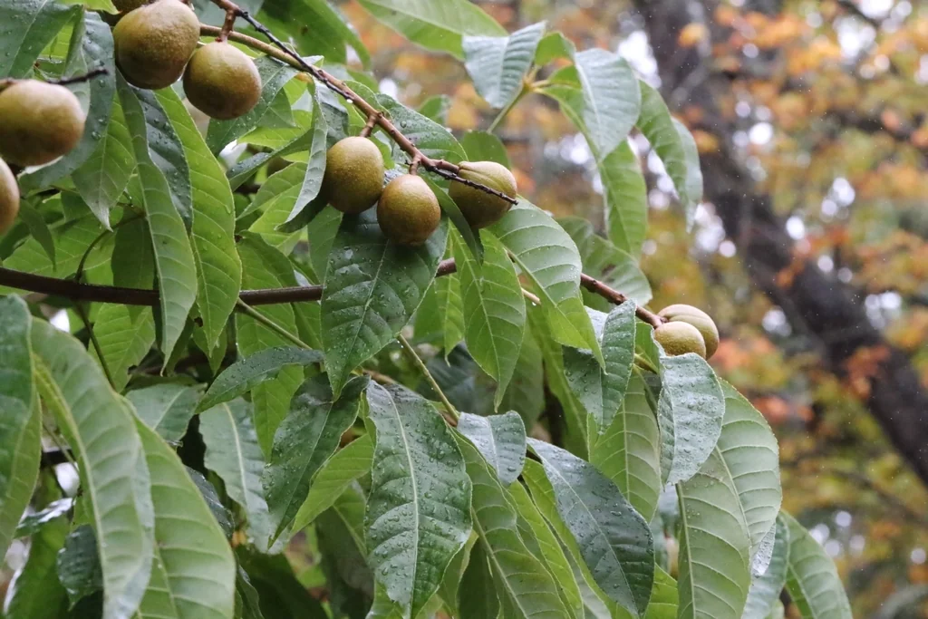 Aesculus Indica
