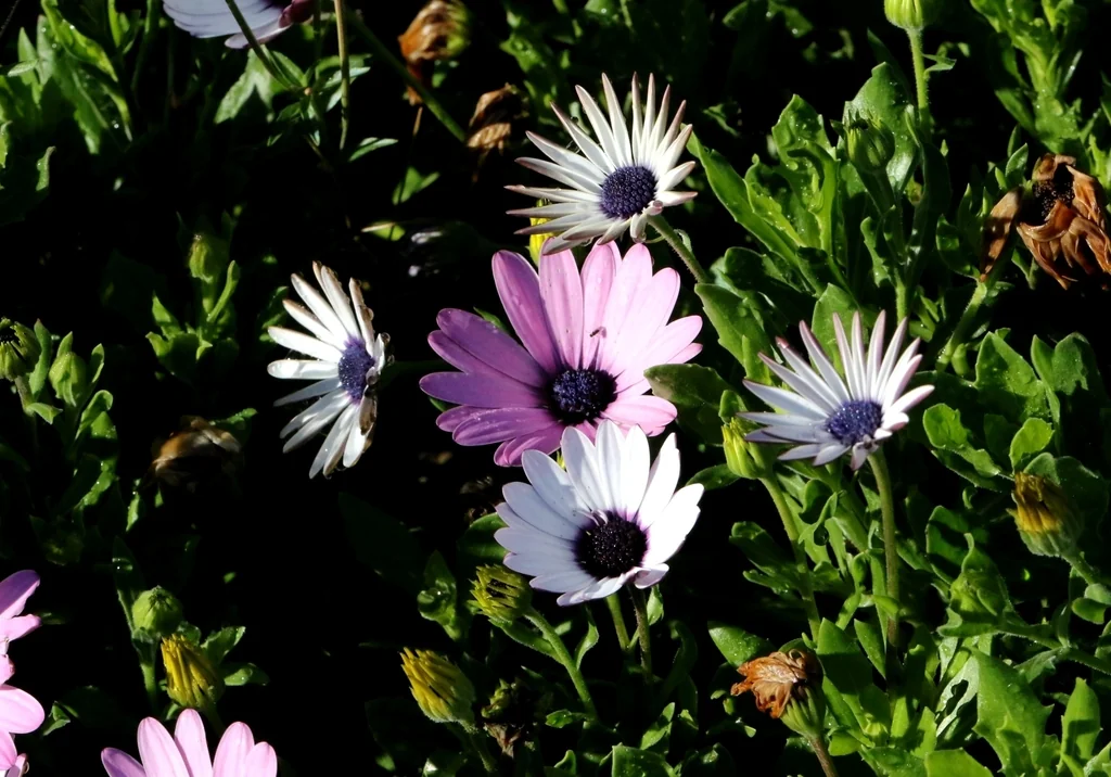 Osteospermum Fruticosum