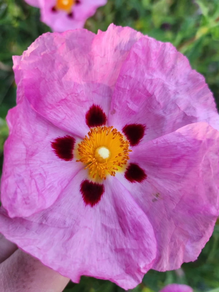Cistus X Purpureus