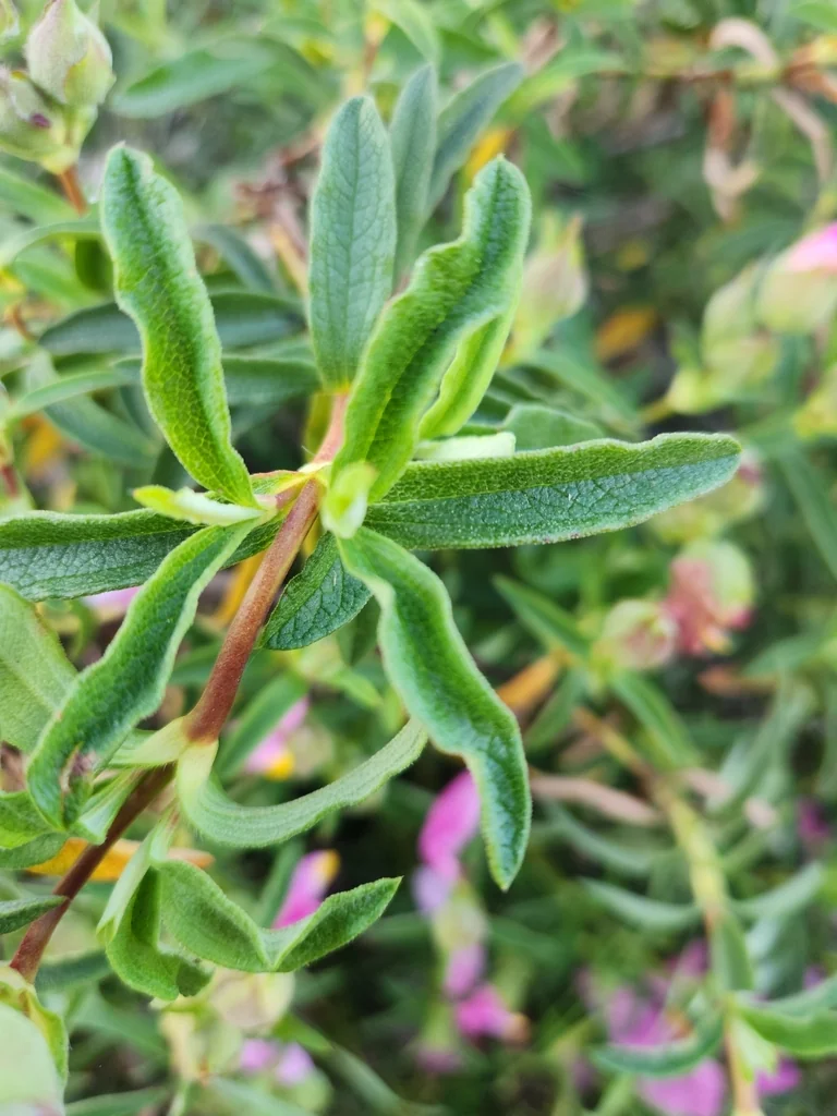 Cistus X Purpureus