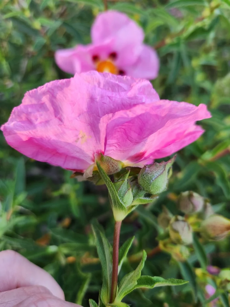 Cistus X Purpureus