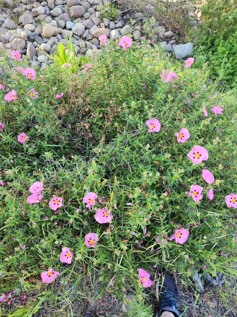 Cistus X Purpureus