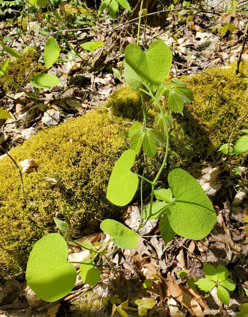 Aristolochia Durior