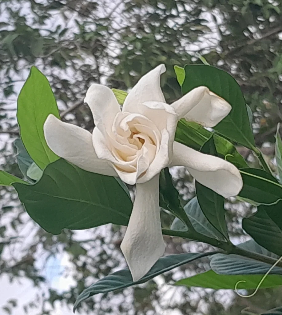 Gardenia Jasminoides