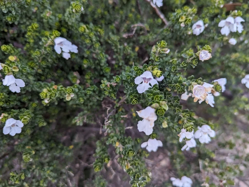 Prostanthera Cuneata