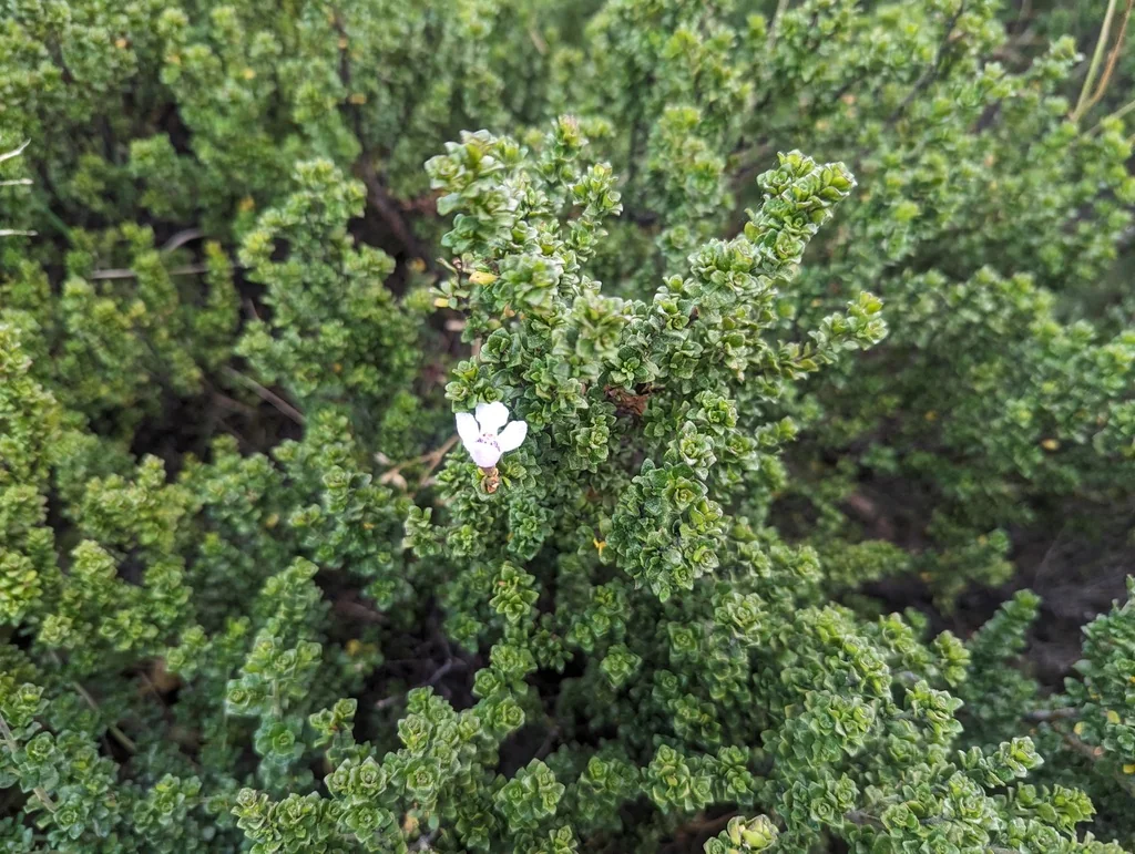 Prostanthera Cuneata