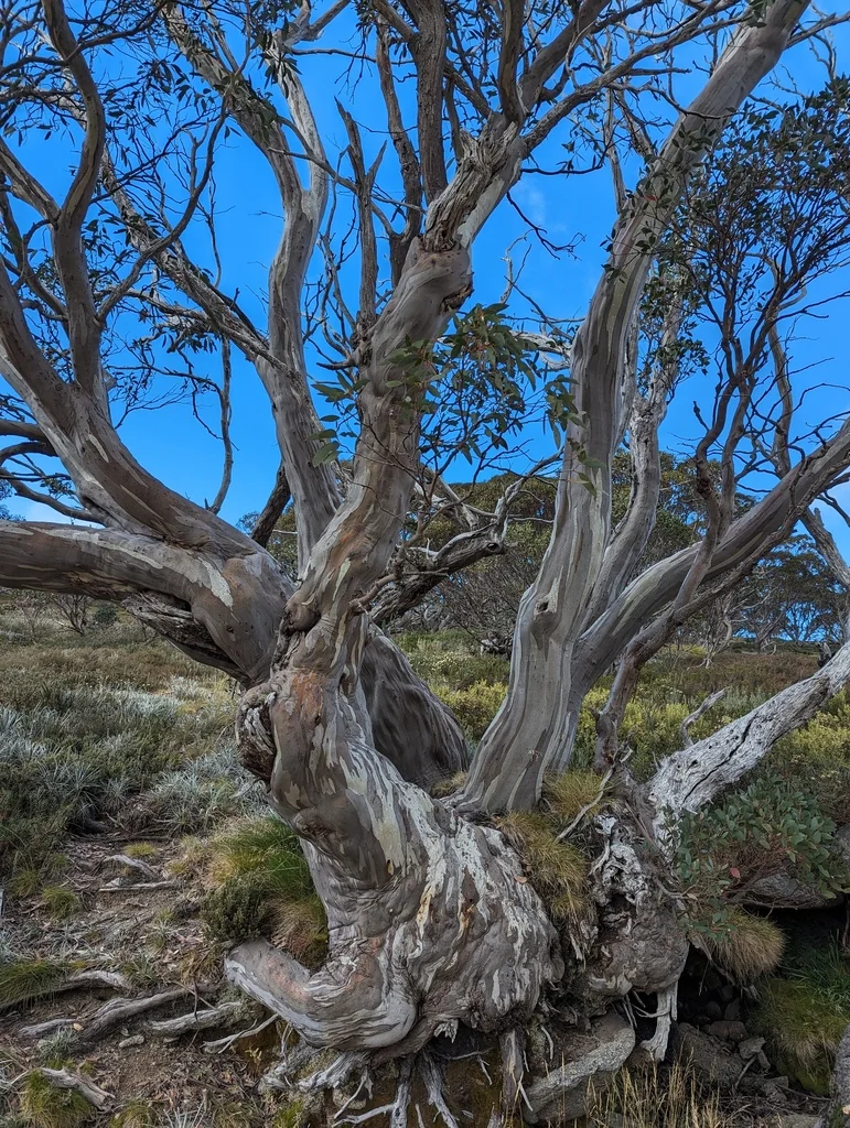 Eucalyptus Pauciflora