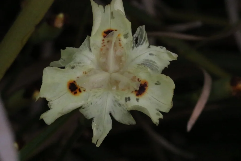 Dietes Bicolor
