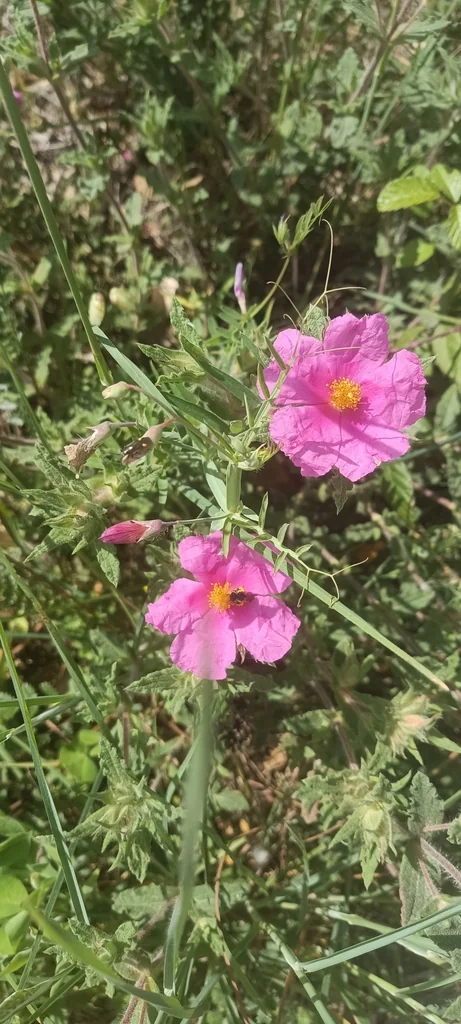 Cistus Crispus