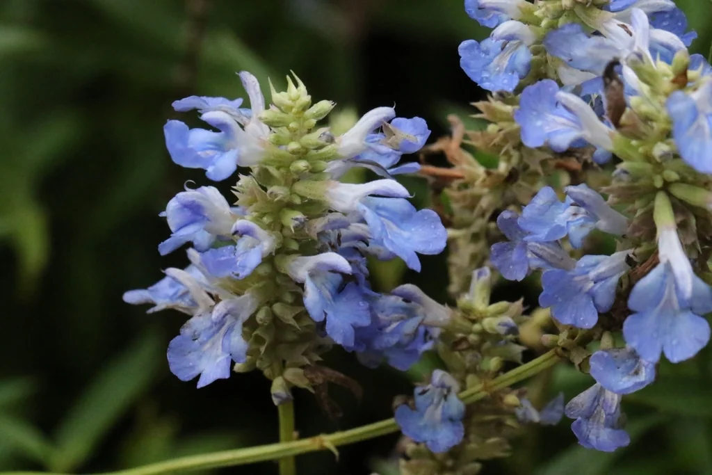 Salvia Uliginosa