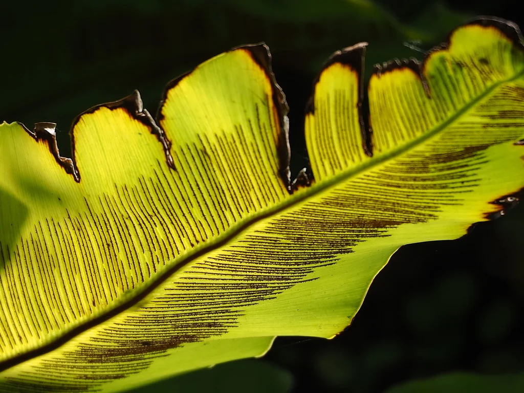Asplenium Nidus
