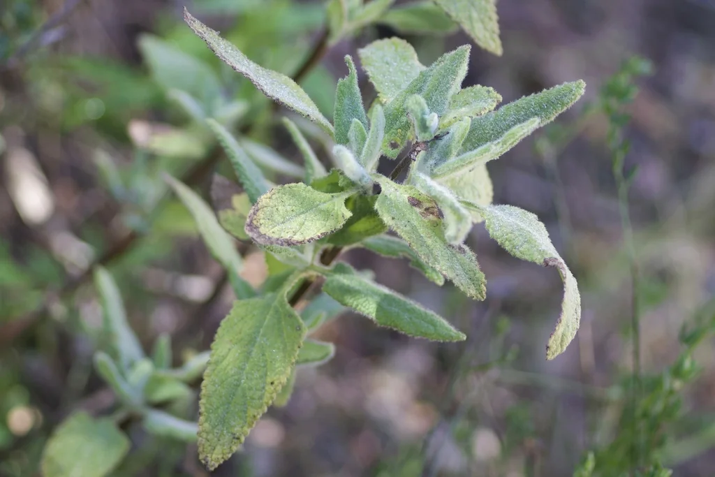 Lepechinia Fragrans