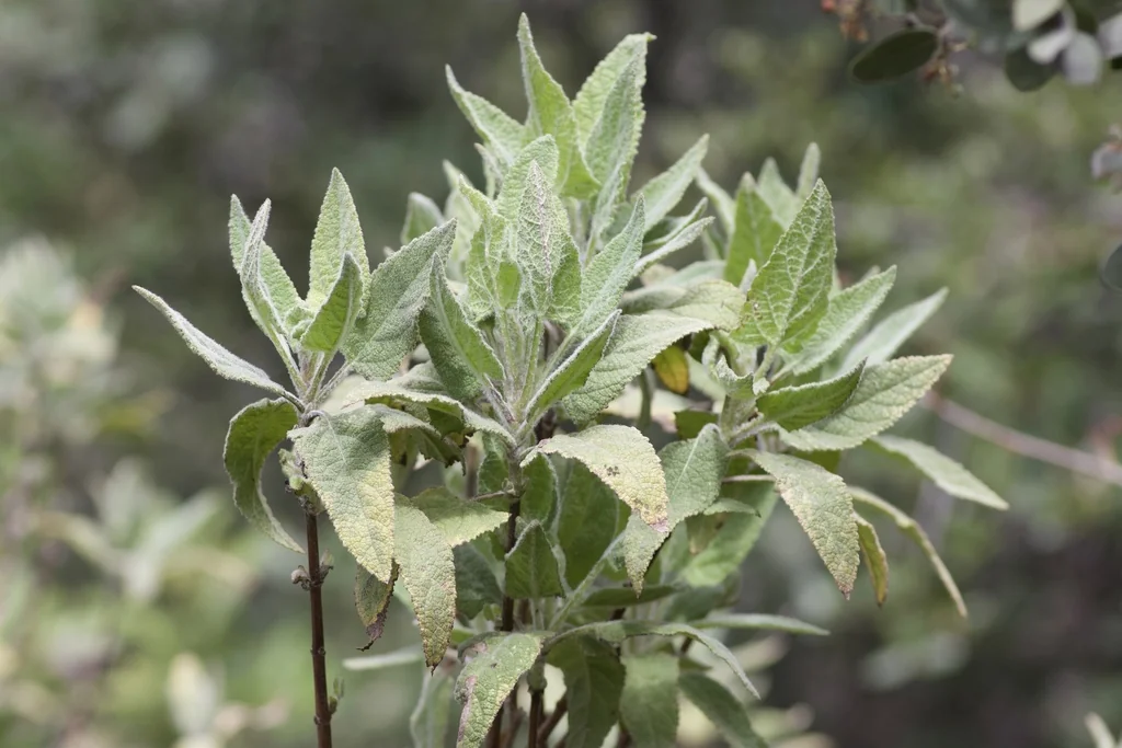 Lepechinia Fragrans