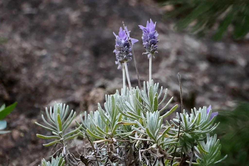 Lavandula Dentata