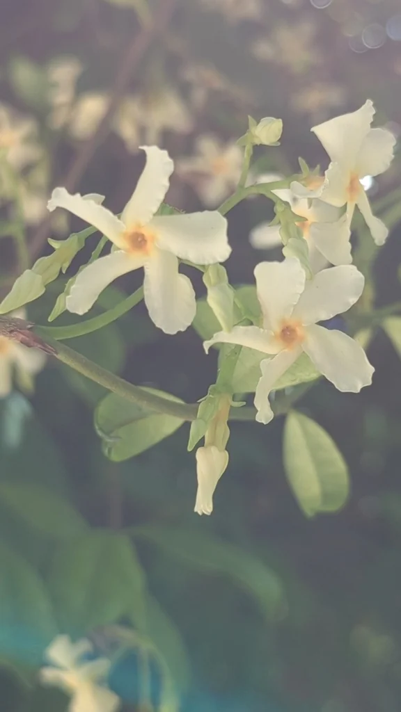 Trachelospermum Jasminoides