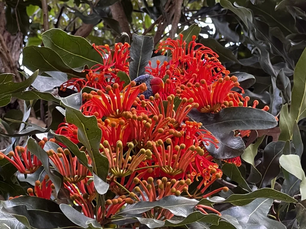 Stenocarpus Sinuatus