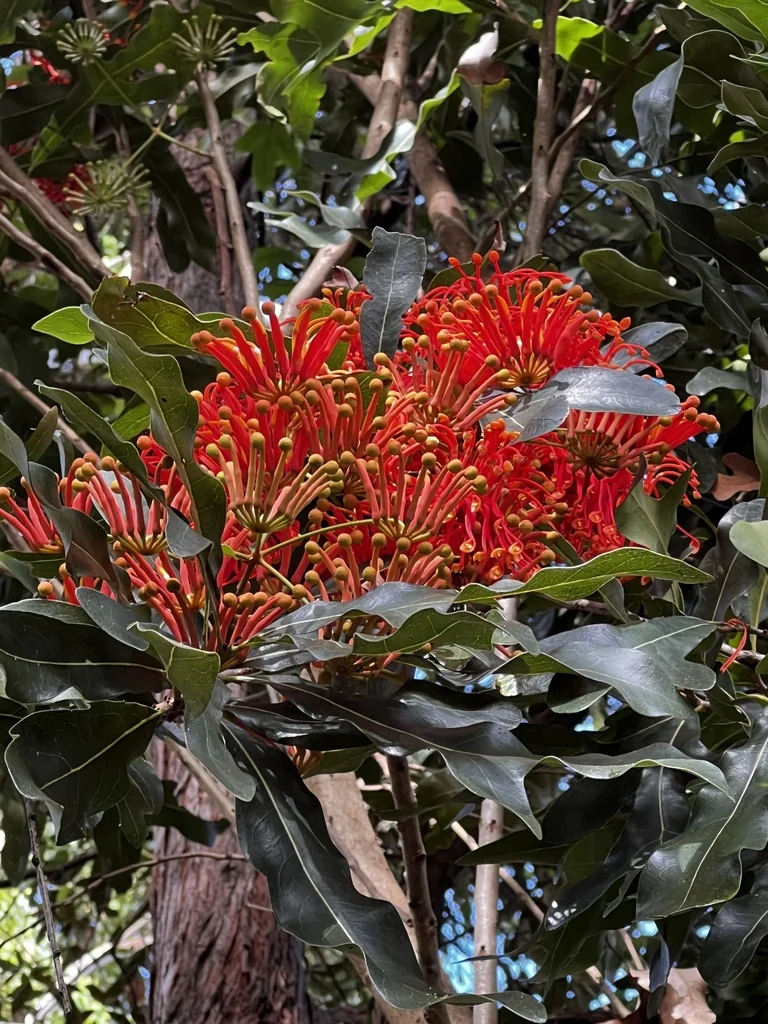 Stenocarpus Sinuatus