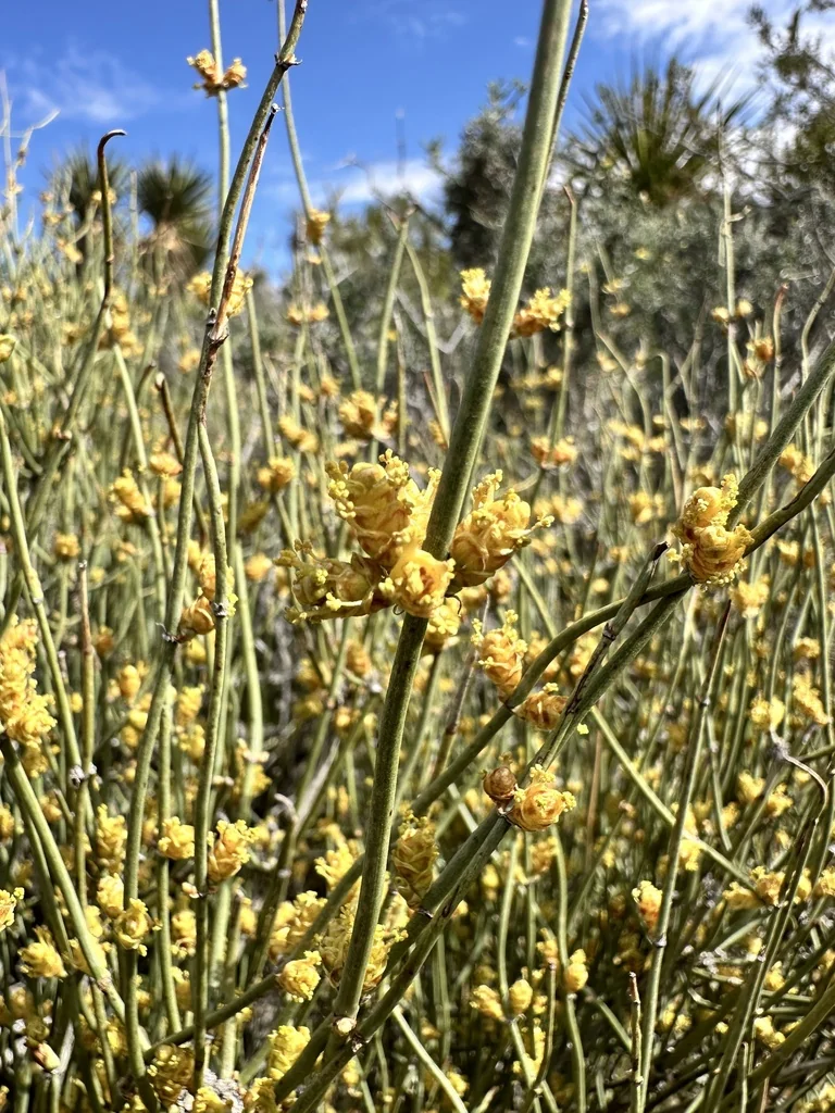 Ephedra Californica