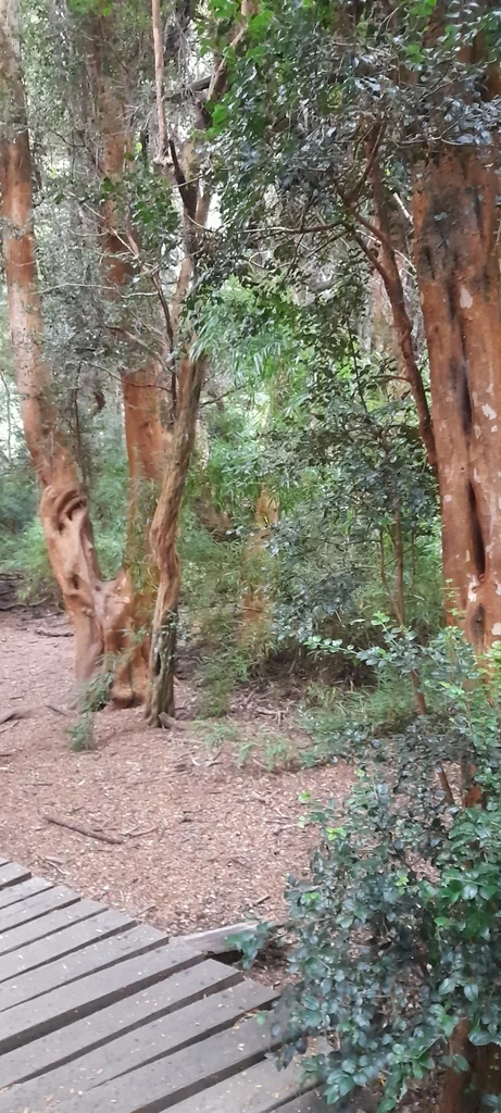Luma Apiculata