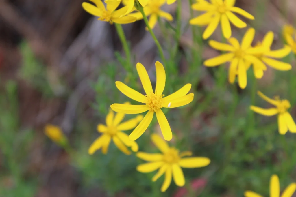 Chrysactinia Mexicana