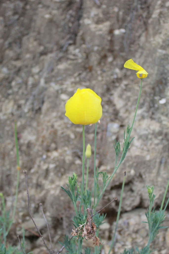 Hunnemannia Fumariifolia