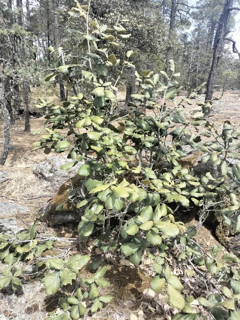 Quercus Rugosa