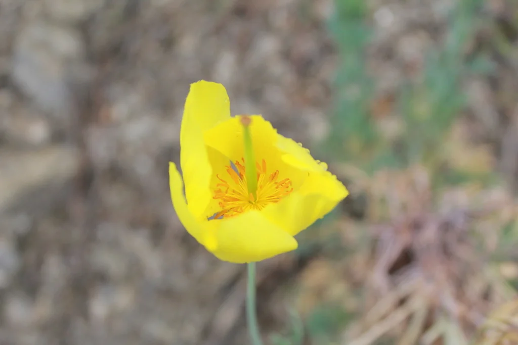 Hunnemannia Fumariifolia