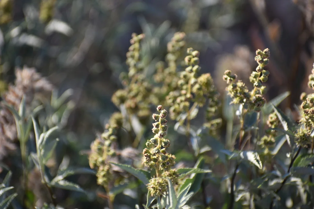 Ambrosia Deltoidea