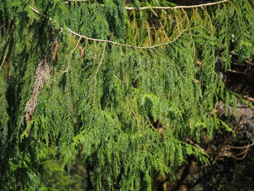 Taiwania Cryptomerioides