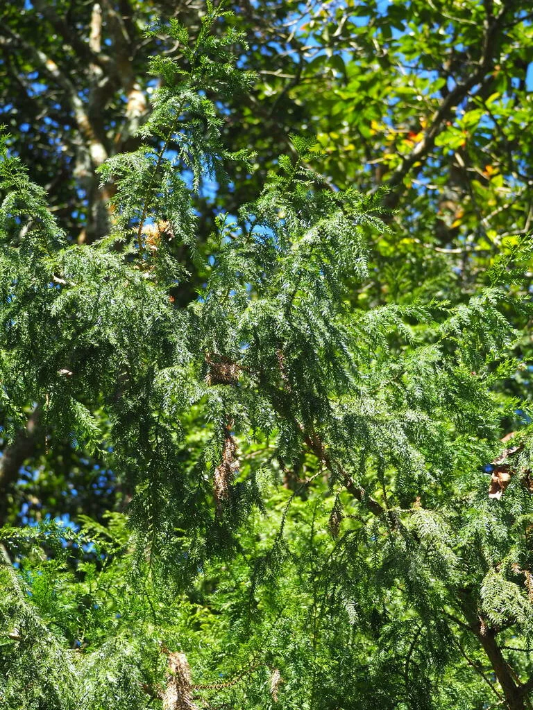 Taiwania Cryptomerioides