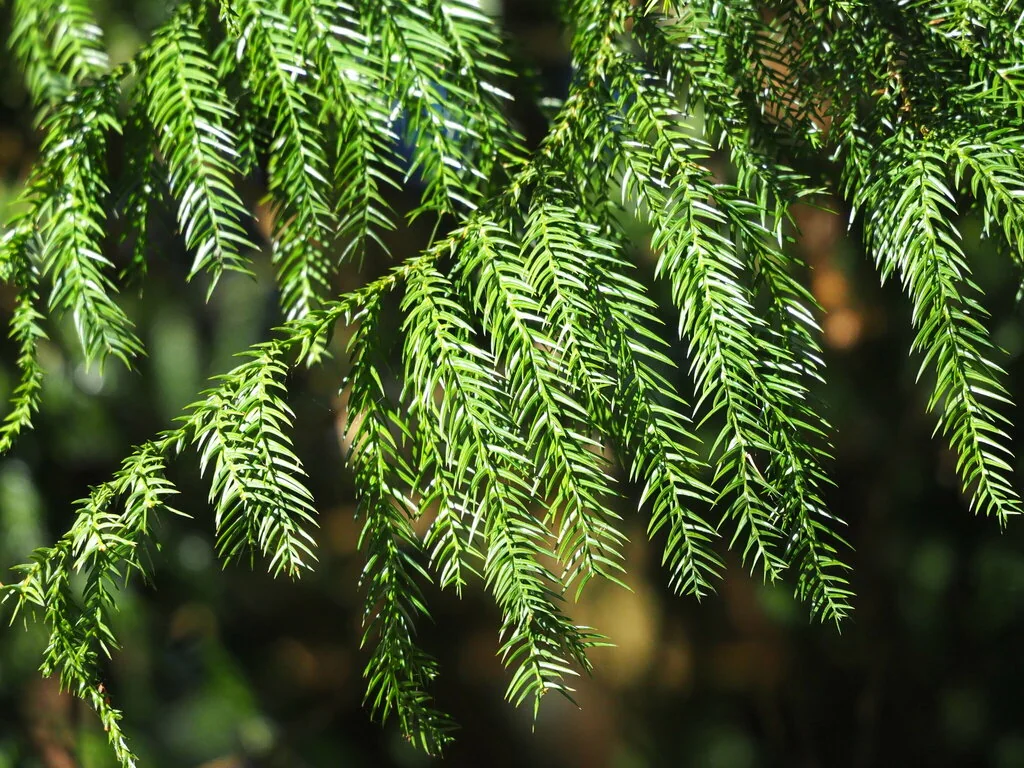 Taiwania Cryptomerioides
